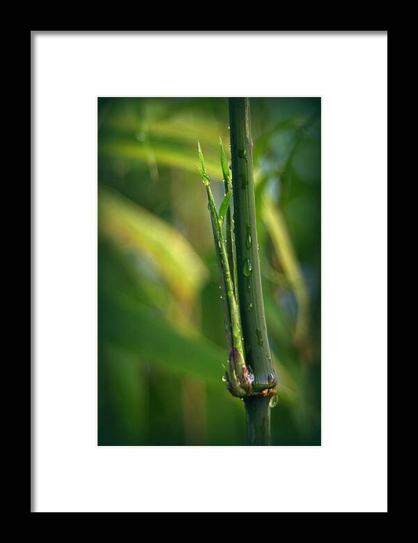 Bamboo Framed Print featuring the photograph Square Stem Bamboo by Nathan Abbott