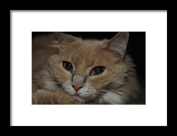 Cat Framed Print featuring the photograph Squasher by Keith Lovejoy