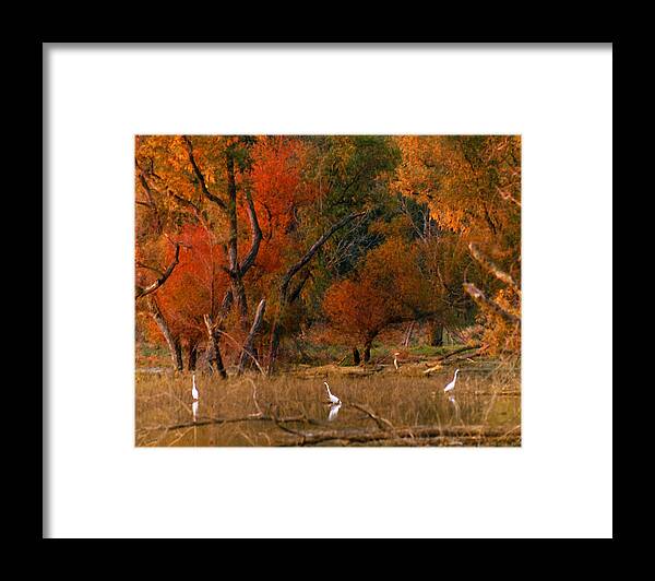 Landscape Framed Print featuring the photograph Squaw Creek Egrets by Steve Karol