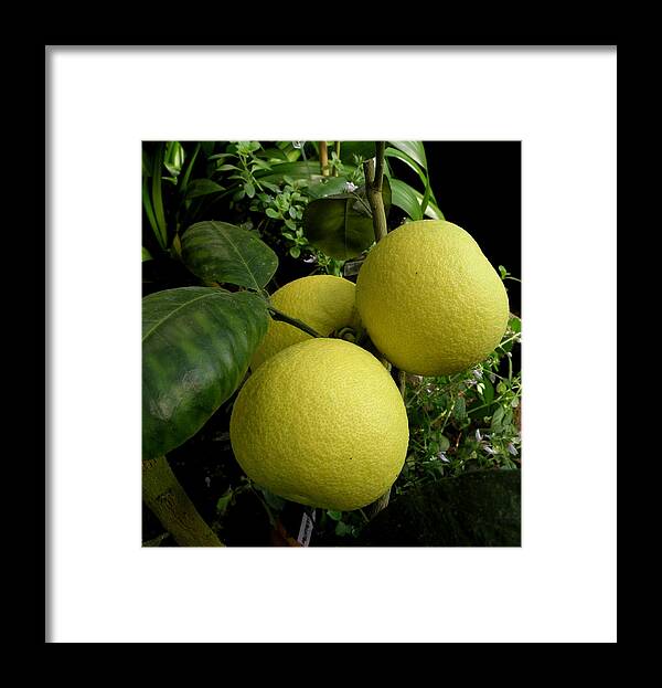 Lemon Framed Print featuring the photograph Squeeze me a Lemon by Kim Galluzzo