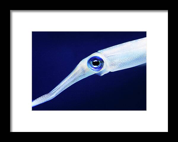 Squid Framed Print featuring the photograph Squid by Anthony Jones