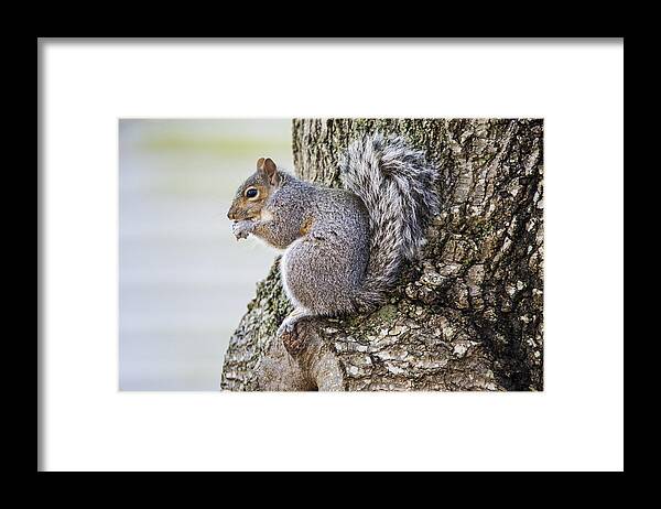 Rodent Framed Print featuring the photograph Squirrel 0810 by Cathy Kovarik