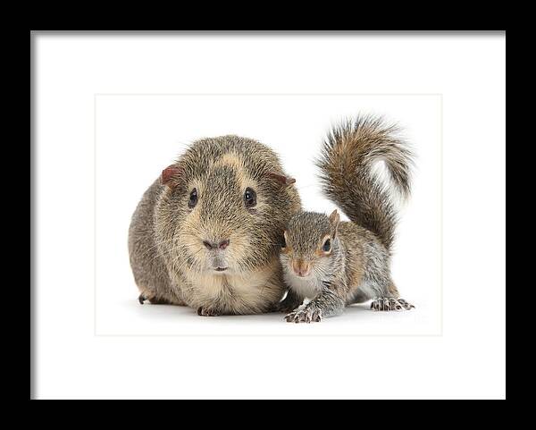 Grey Squirrel Framed Print featuring the photograph Squirrel and Guinea by Warren Photographic