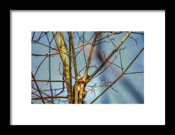 Squirrel Framed Print featuring the photograph Squirrel #g0 by Leif Sohlman