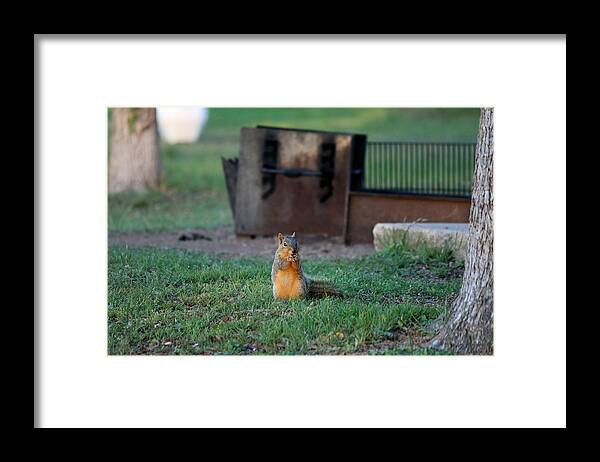 Squirrel Framed Print featuring the photograph Squirrel in Campsite  by Christy Pooschke