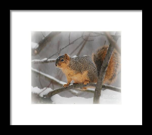 Squirrel Framed Print featuring the photograph Squirrel In The Maple Tree 3 by Lila Fisher-Wenzel