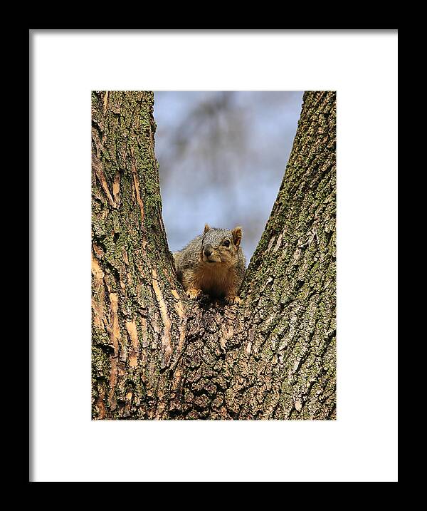  Theresa Campbell Framed Print featuring the photograph Squirrel In Tree Fork by Theresa Campbell