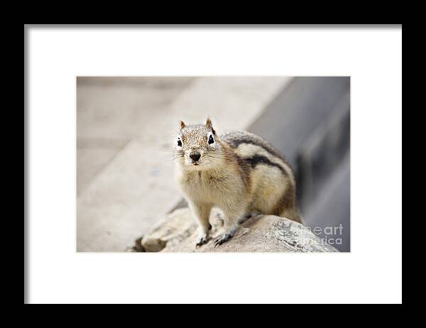 Photography Framed Print featuring the photograph Squirrel by Ivy Ho