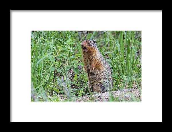 Squirrel Framed Print featuring the photograph Squirrel Makes Some Noise by Tony Hake