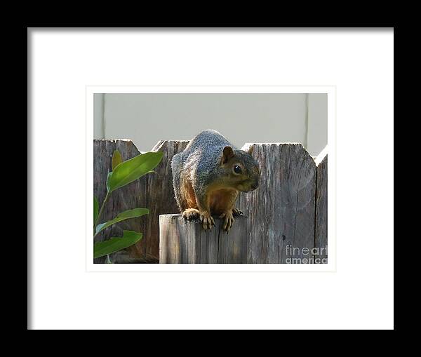 Small Squirrel Framed Print featuring the photograph Squirrel on Post by Felipe Adan Lerma