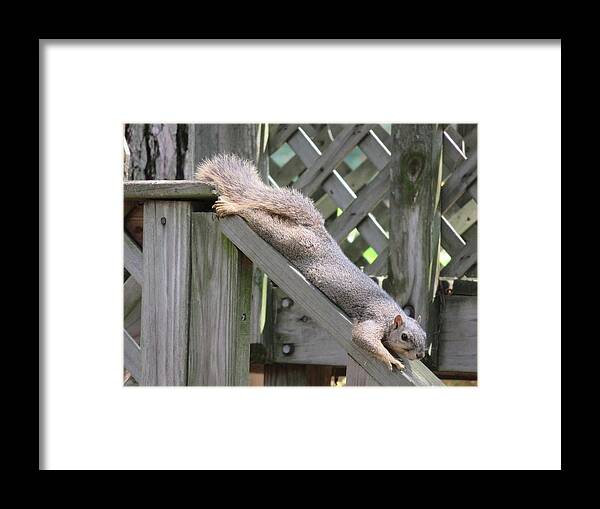 Squirrel Framed Print featuring the photograph Squirrel relaxing by Judith Lauter