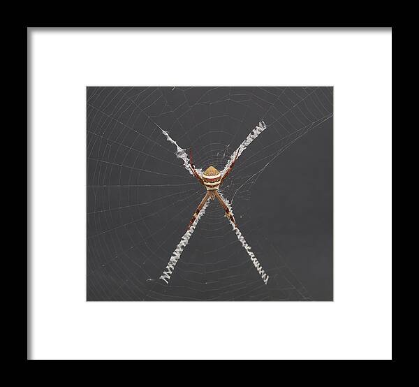St. Andrews Cross Spider Framed Print featuring the photograph St. Andrews Cross by Evelyn Tambour
