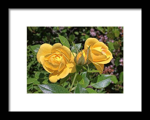  Framed Print featuring the photograph St. Andrews Yellow Rose Family by Daniel Hebard