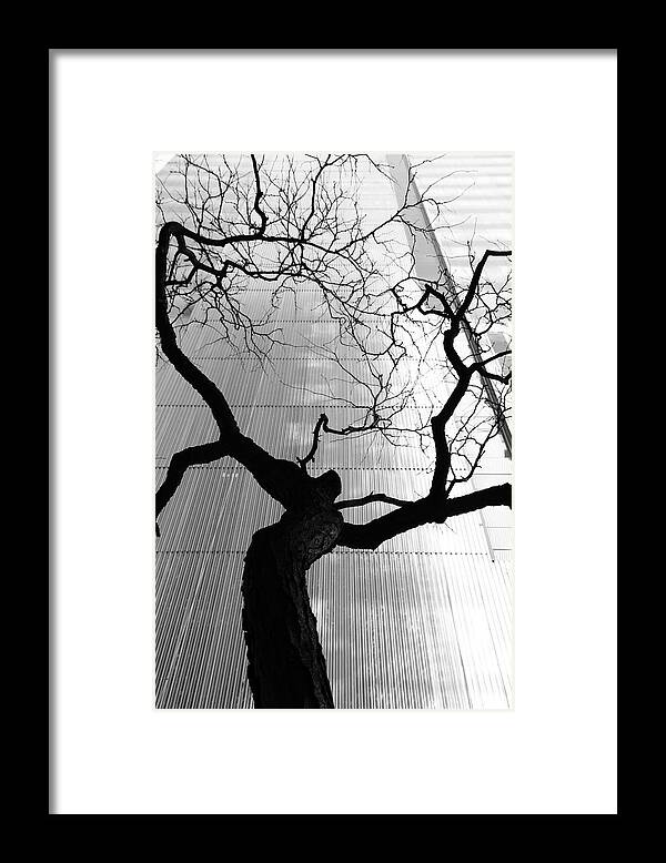 Tree Framed Print featuring the photograph St. Vitus Dance by Kreddible Trout