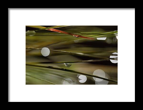 Water Drop Framed Print featuring the photograph Stability Among Chaos by Mike Eingle
