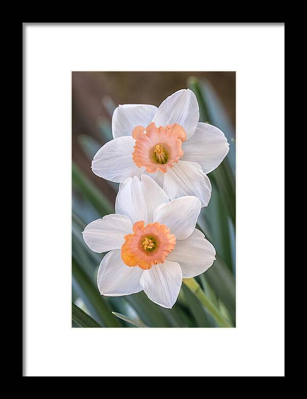 Daffodils Framed Print featuring the photograph Stacked Daffodils by Jeff Abrahamson