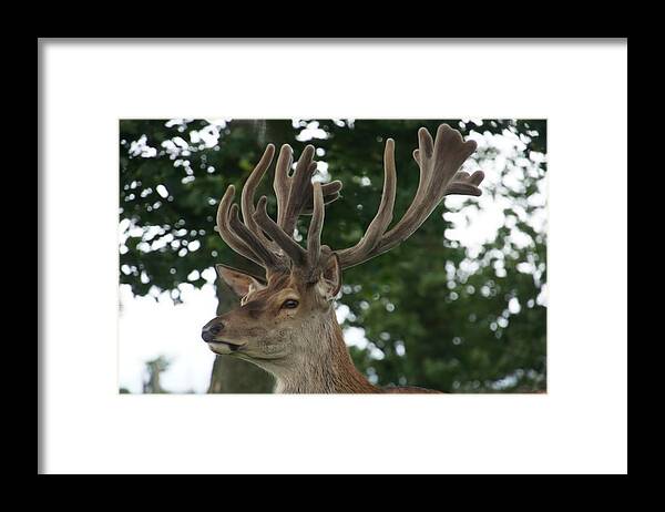 Stag Framed Print featuring the photograph Stag head. by Elena Perelman