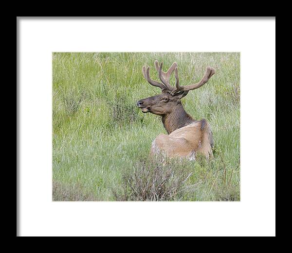 Animal Yellowstone Elk Stag Velvet Framed Print featuring the photograph Stag Photo by Harold Piskiel