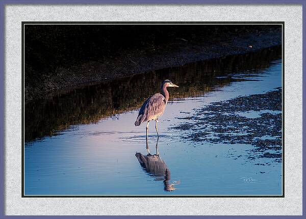 Blue Heron Framed Print featuring the photograph Stalker Reflection by Bill Posner