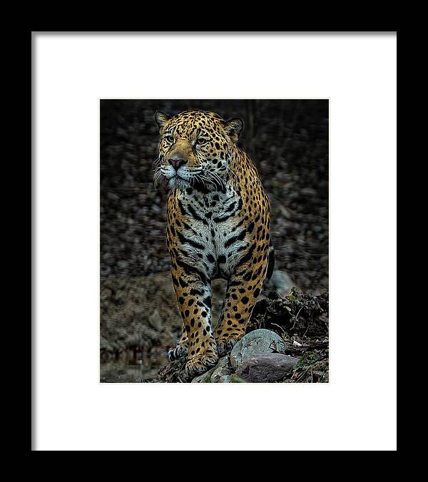 Jaguar Framed Print featuring the photograph Stalking by Phil Abrams