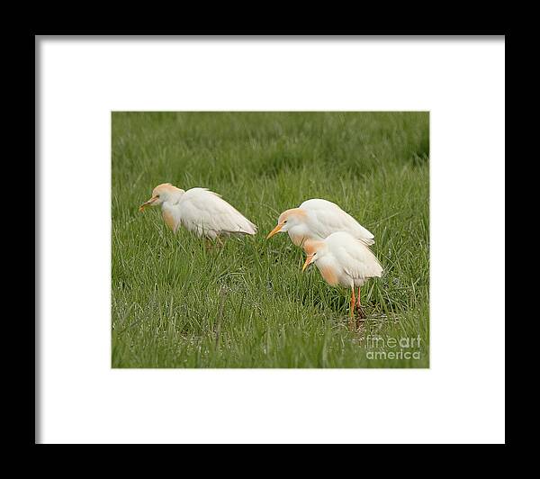 Bird Framed Print featuring the photograph Stampede of Cattle Egrets by Dennis Hammer