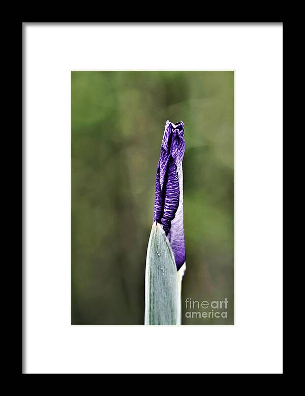 Bud Framed Print featuring the photograph Stand Tall by Tracey Lee Cassin