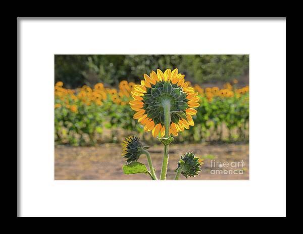 Sunflower Framed Print featuring the photograph Standing At Attention by Mimi Ditchie