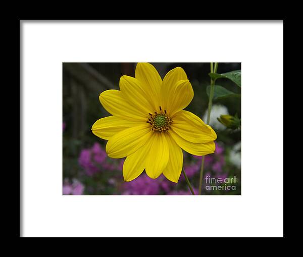 Flower Framed Print featuring the photograph Standing In The Backdoor, Waiting For My Daisy by Lingfai Leung