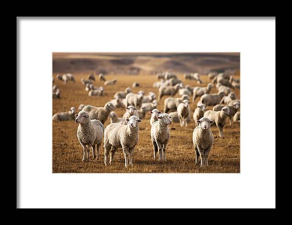 Sheep Framed Print featuring the photograph Standing Out in the Herd by Todd Klassy