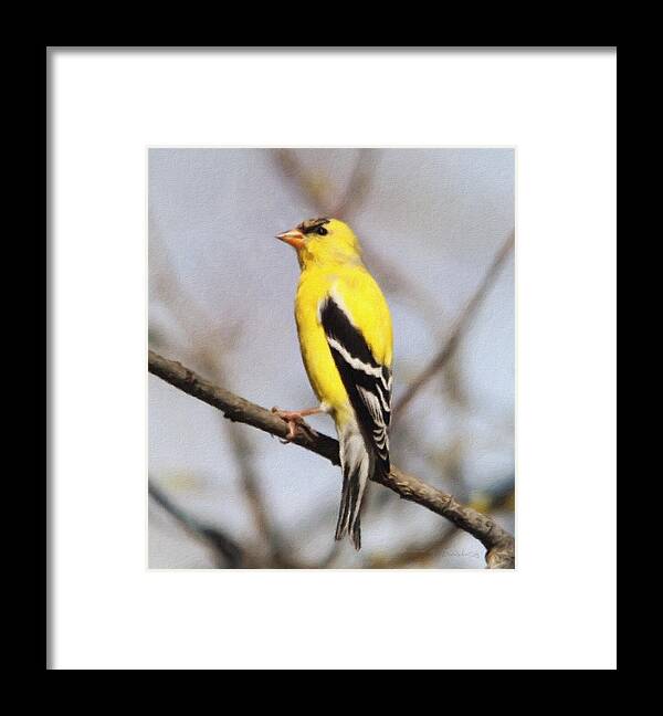 Gold Framed Print featuring the photograph Standing Proud Goldfinch by Diane Lindon Coy
