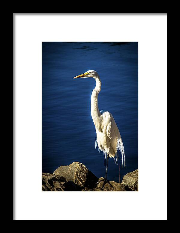 Egret Framed Print featuring the photograph Standing Proud by Steph Gabler