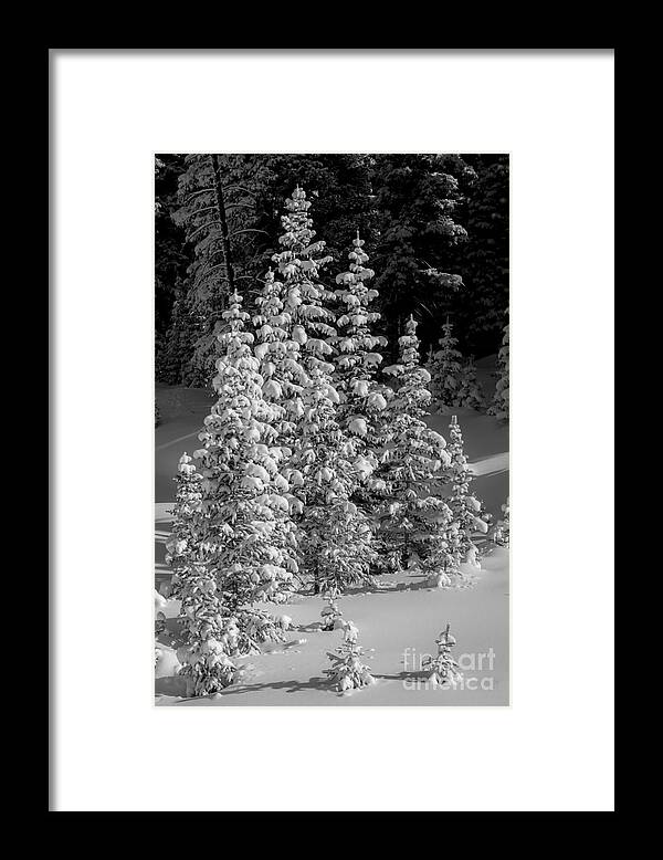 Snow Framed Print featuring the photograph Standing Tall by Angela Moyer