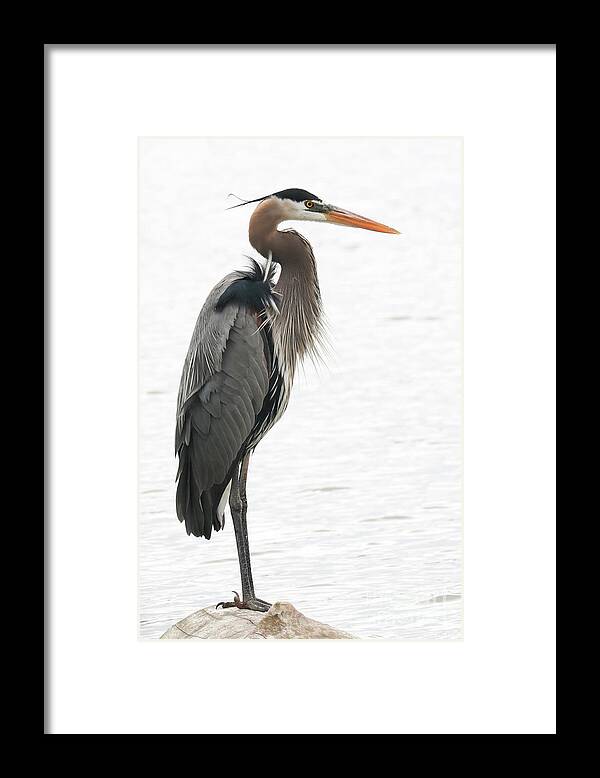 Christian Framed Print featuring the photograph Standing Tall by Anita Oakley