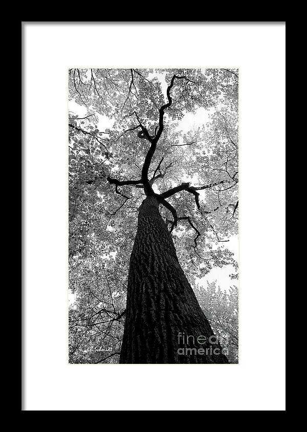 Nature Framed Print featuring the photograph Standing Tall by E B Schmidt