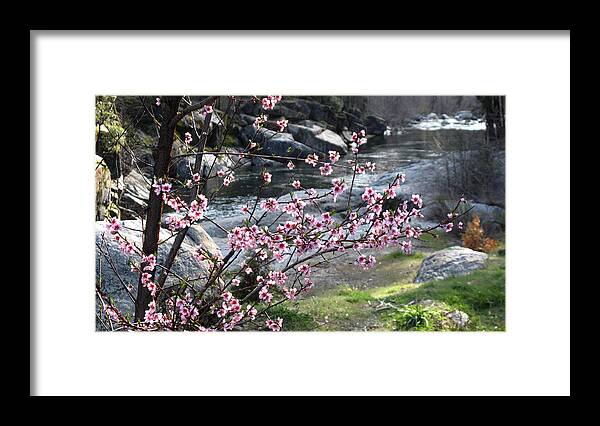 California Landscape Art Framed Print featuring the photograph Stanislaus Spring by Larry Darnell