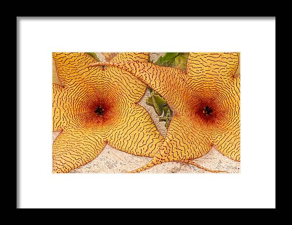 Flower Framed Print featuring the photograph Star Cactus Flower by Deborah Benoit