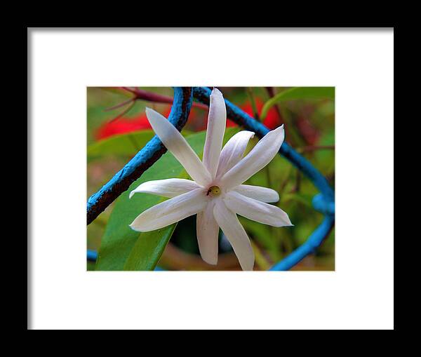 White Star Framed Print featuring the photograph Star Jasmine Flower by Rose Hill