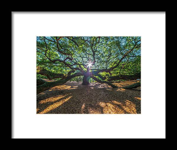 Angel Oak Framed Print featuring the photograph Star Struck by Bryan Xavier