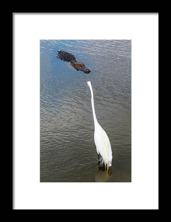 Alligator Framed Print featuring the photograph Staredown at Hunting Beach State Park - March 31, 2017 by D K Wall