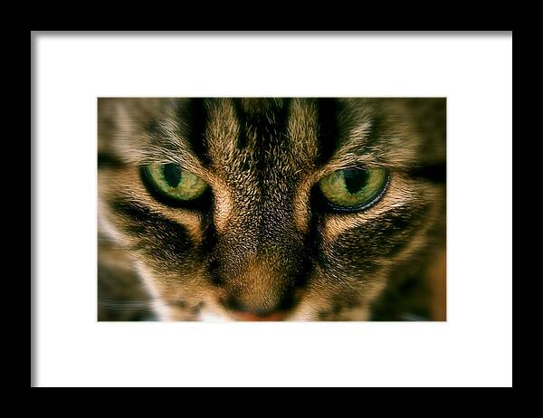 Animal Photography Pet Feline Cat Eyes Stare Green Tabby Domestic Framed Print featuring the photograph Staredown by Sue Stefanowicz