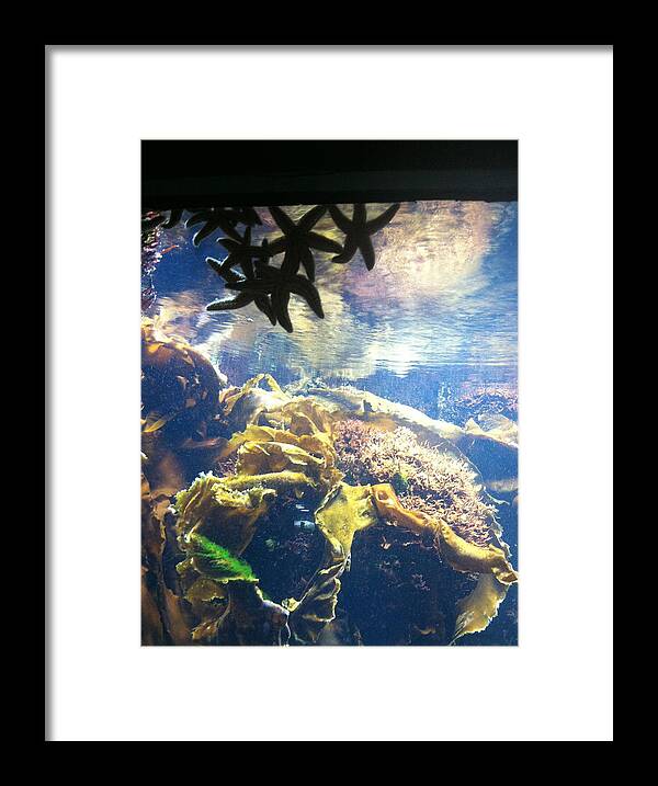 Starfish Framed Print featuring the photograph Starfish by Katikaila Green
