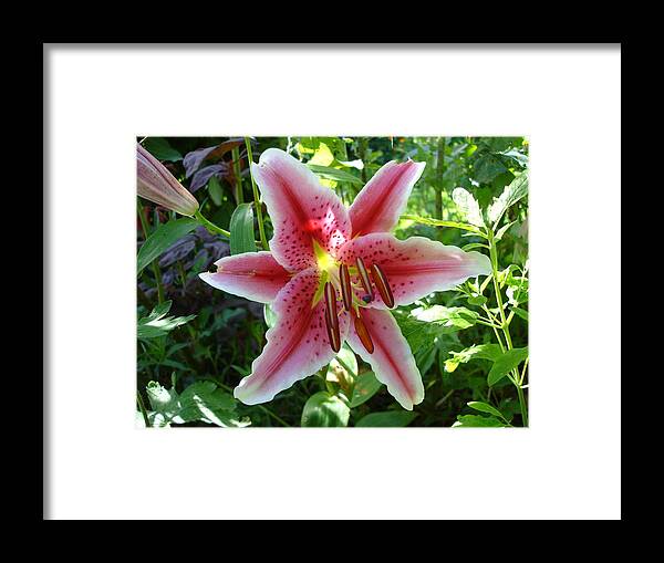 Lily Framed Print featuring the photograph Stargazer lily by Susan Baker