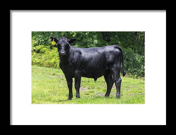 Steer Framed Print featuring the photograph Staring Steer by D K Wall