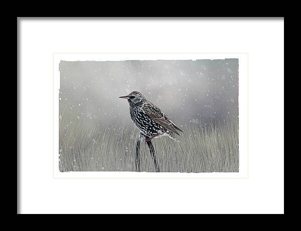 Avian Framed Print featuring the photograph Starling In Winter by Cathy Kovarik