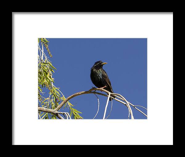 Jean Noren Framed Print featuring the photograph Starling by Jean Noren