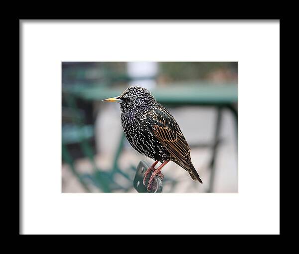 Richard Reeve Framed Print featuring the photograph Starling by Richard Reeve
