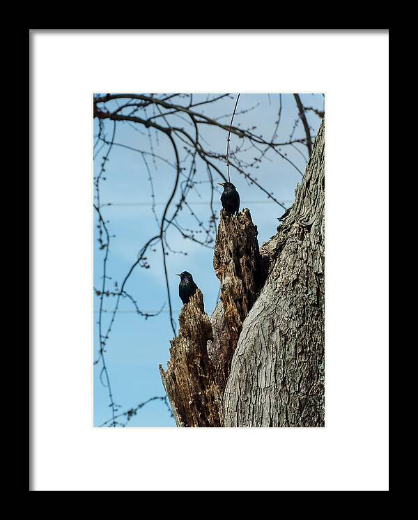 Jan Holden Framed Print featuring the photograph Starlings Times Two by Holden The Moment