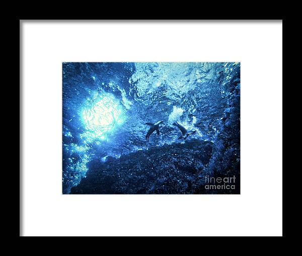 Sea Lion Framed Print featuring the photograph Starry Night Under the Waves by Becqi Sherman