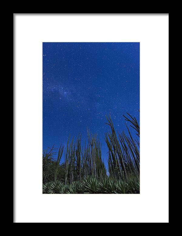 Madagascar Framed Print featuring the photograph Stars over Cactus by Matt Cohen
