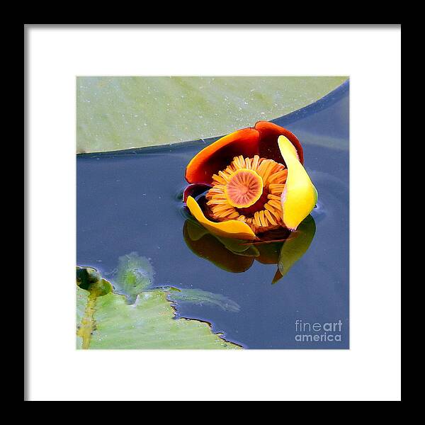 Nuphar ×rubrodisca Framed Print featuring the photograph Starship Waterlily by Carol Komassa